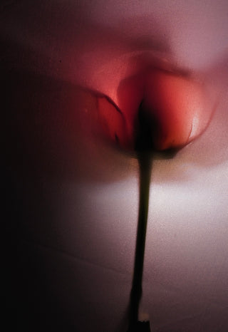 Tumble Dryer Sheets - Rose Glacé